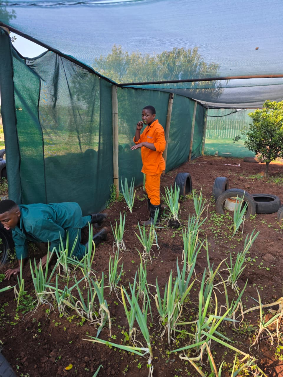 Learners tending onion rows inside the shade-net tunnel