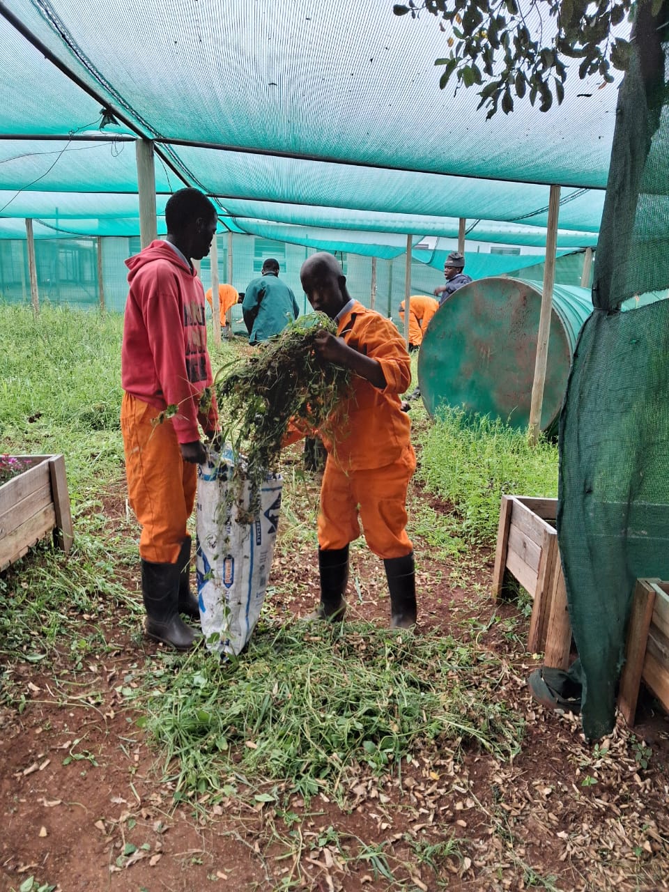 Learners in orange overalls bagging harvested greens under the shade net