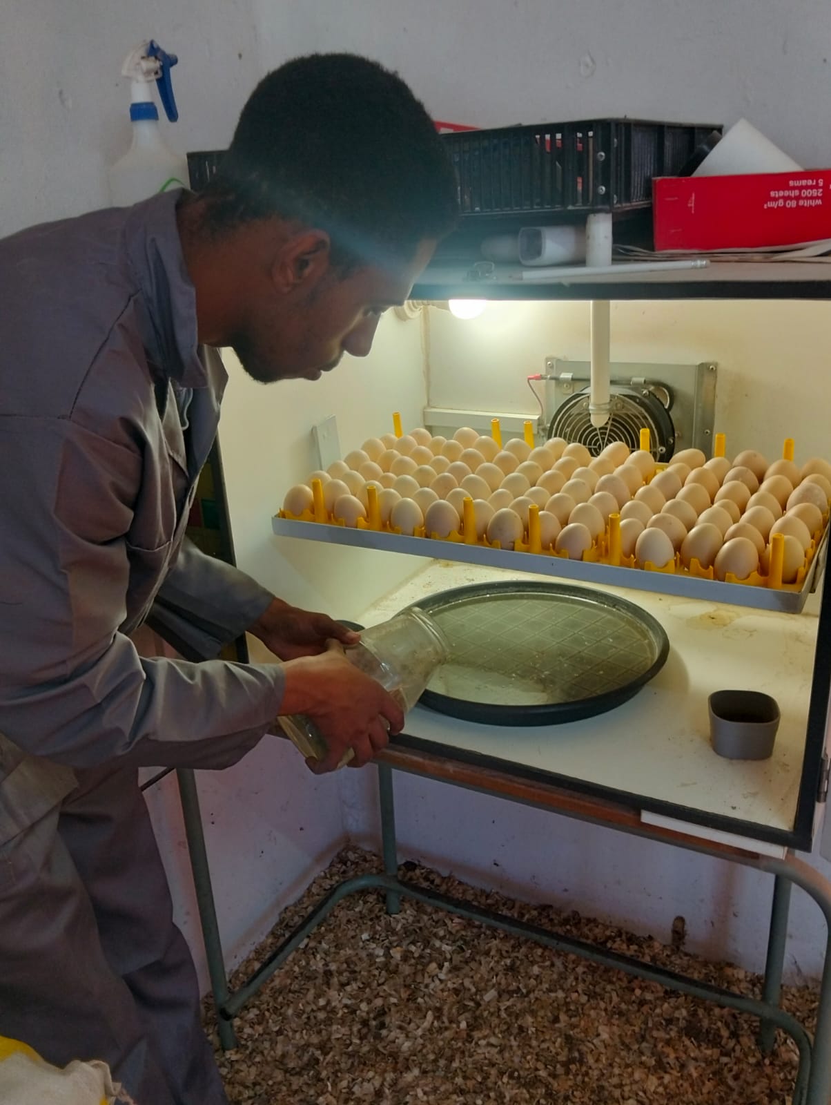 A staff member adding water to the tray of an egg incubator