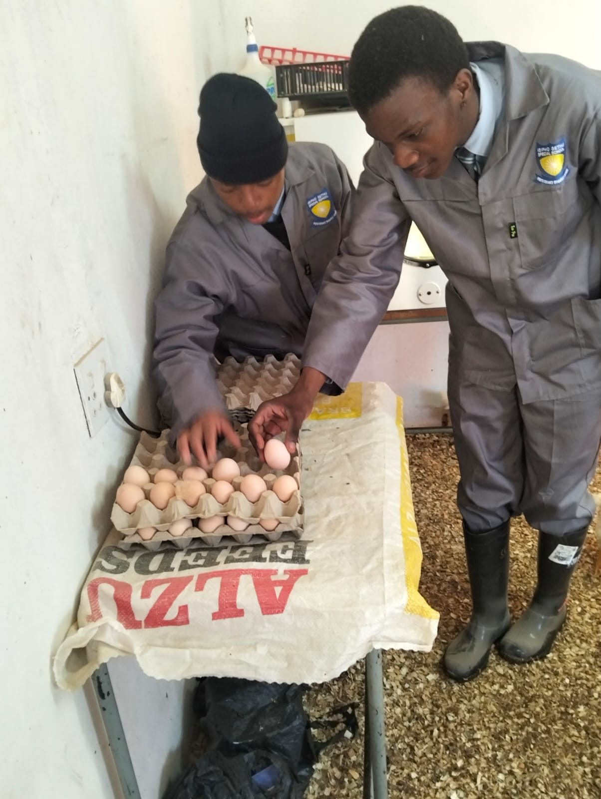 Two learners sorting eggs into trays