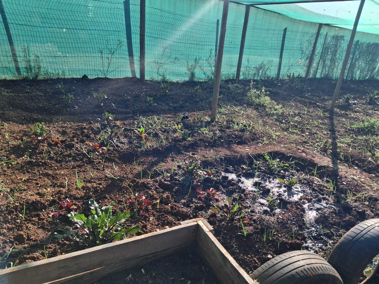 Rows of spinach and beetroot seedlings in freshly worked soil