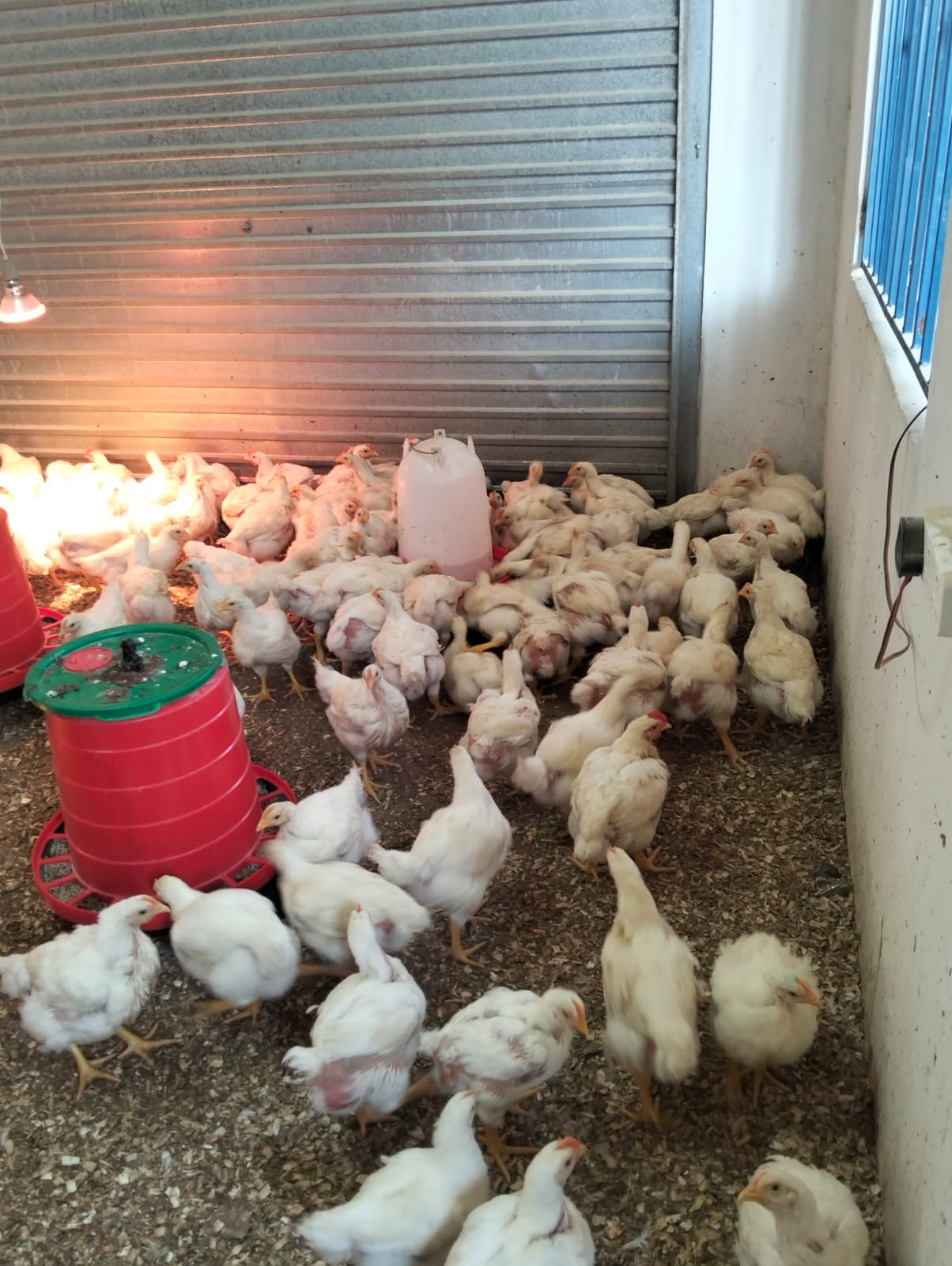 Broiler chicks gathered around feeders under a warming lamp